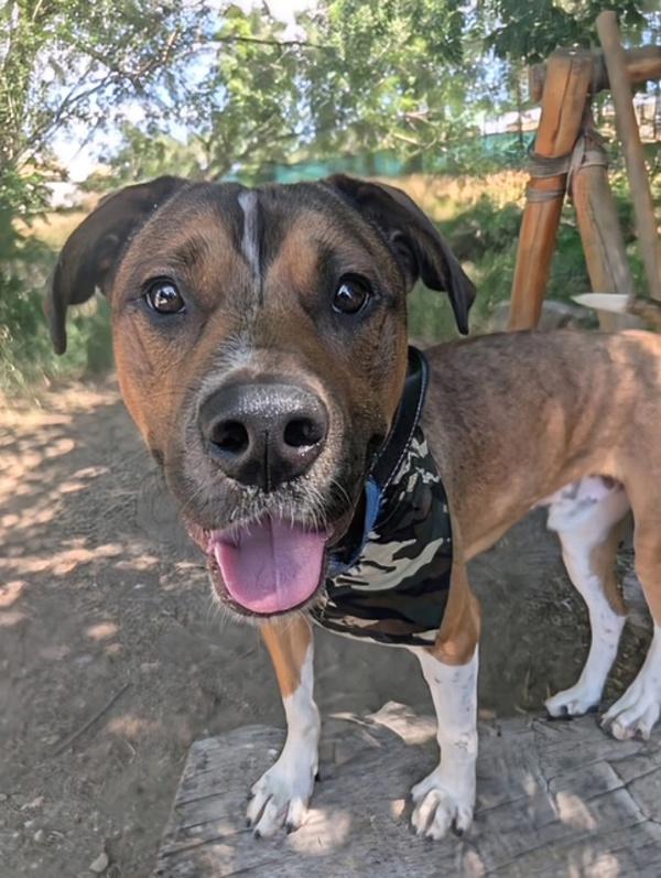 Merlin, a Adoptable mixed breed in Littleton, CO image 5/5