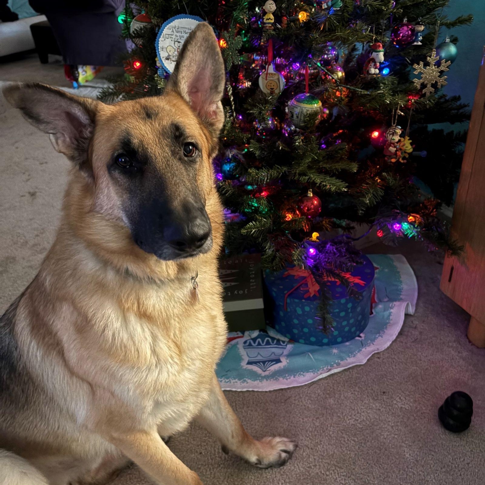 Enlarge Loki, a Adoptable German Shepherd Dog in Austin, TX image 1/5