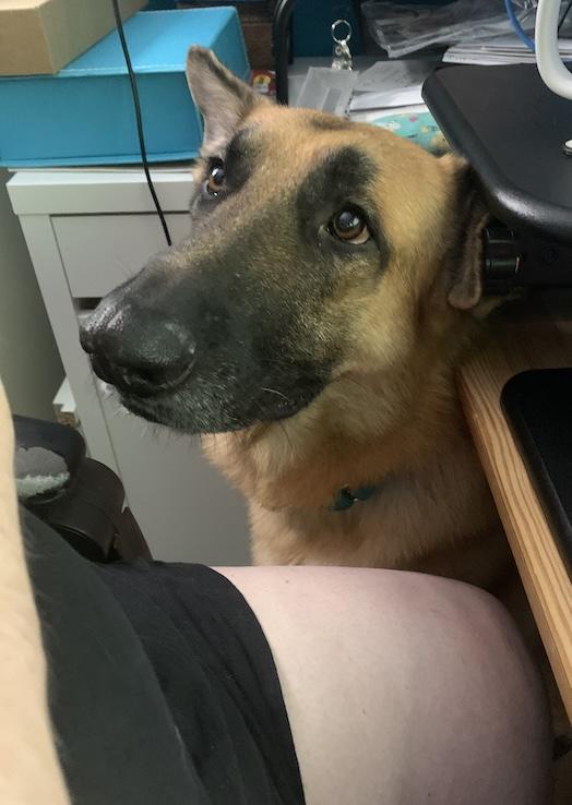 Enlarge Loki, a Adoptable German Shepherd Dog in Austin, TX image 4/5