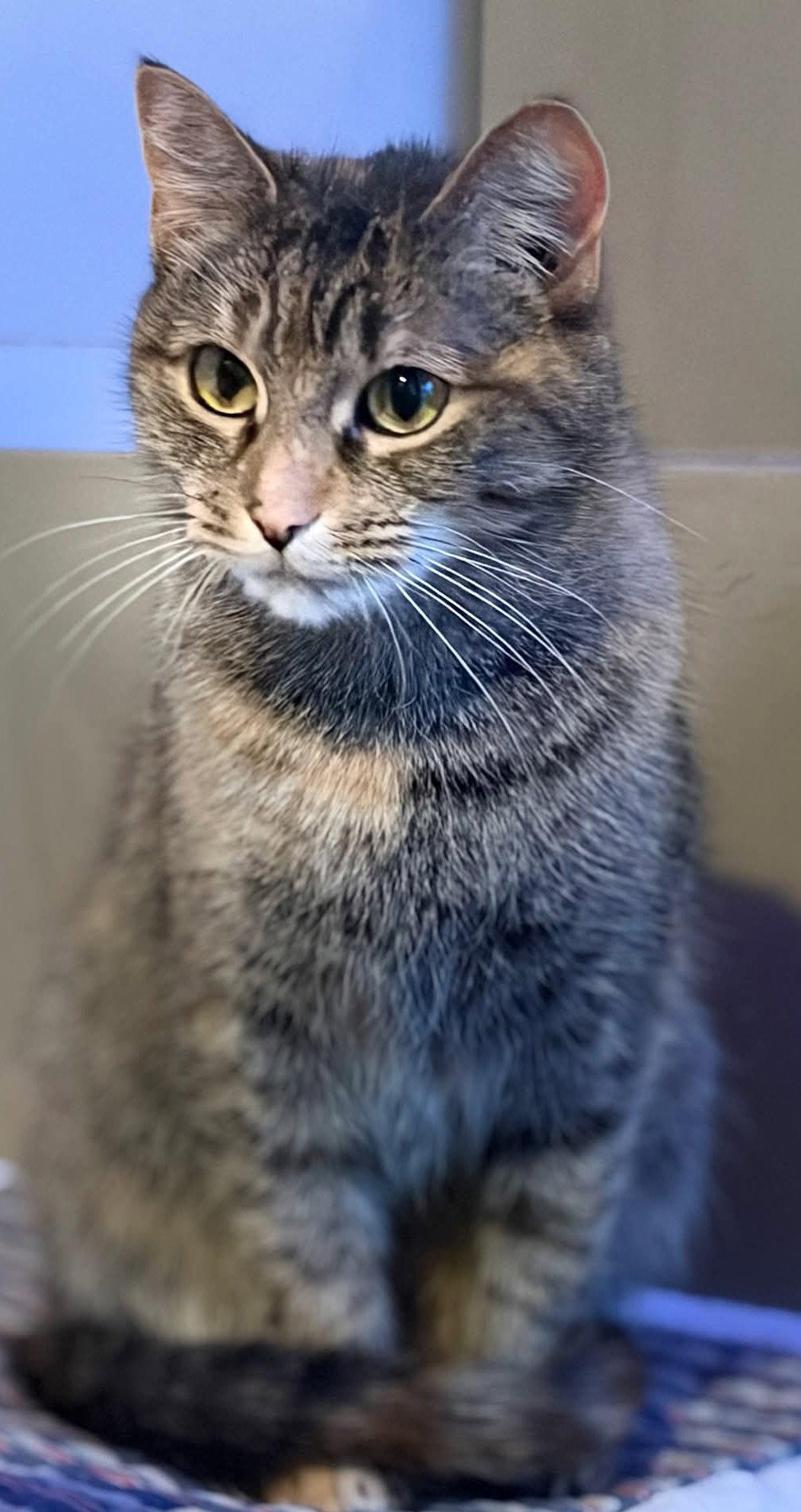 Chessie, Adoptable, Adult Female Domestic Short Hair.