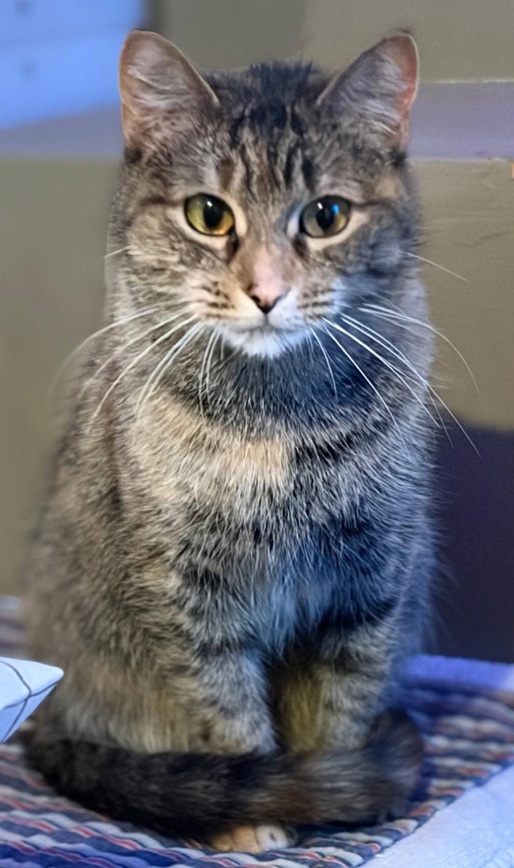 Chessie, a Adoptable Domestic Short Hair in Trenton, NJ image 2/3