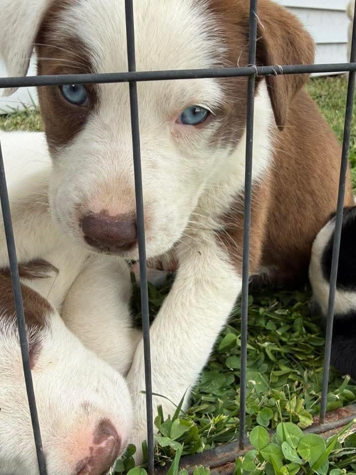 Daisy, Adopted, Young Female Australian Shepherd & Labrador Retriever.