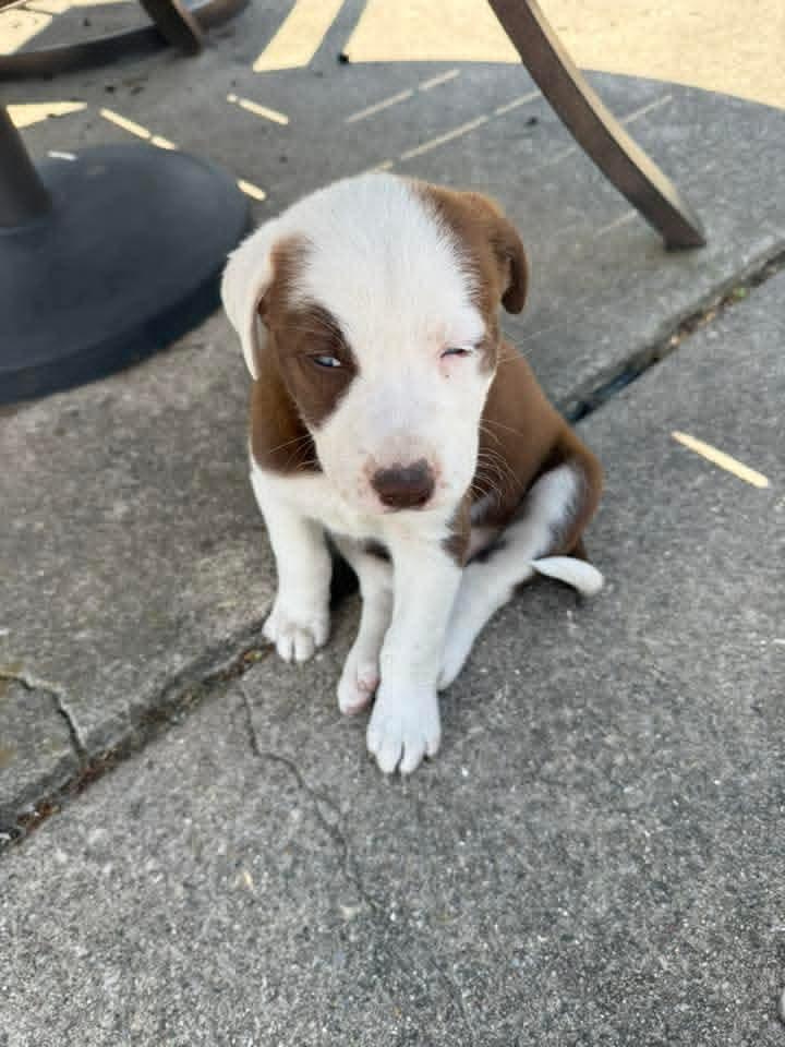 Daisy, a Adopted mixed breed in Columbus, IN image 2/3