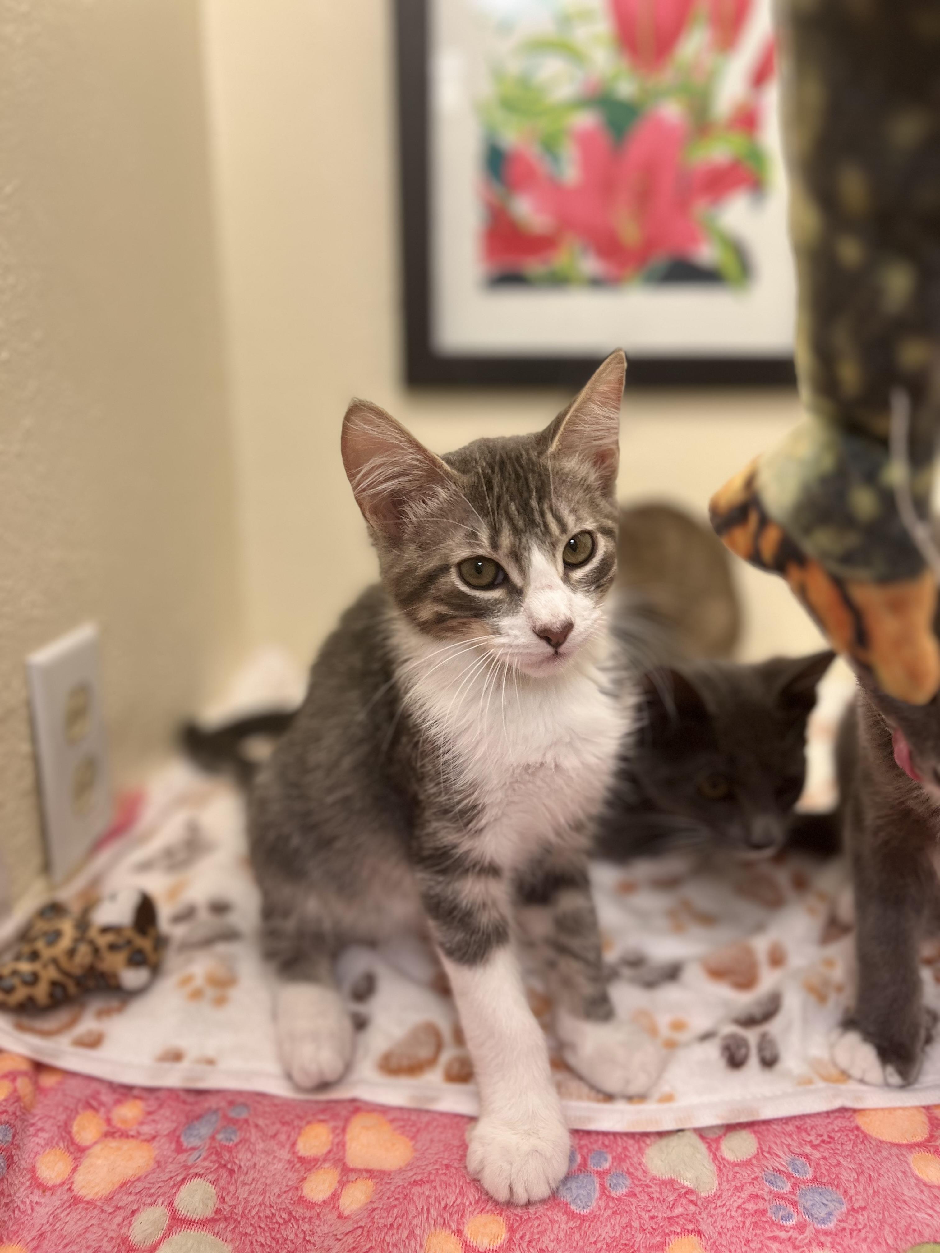 Bojack, a spirited & confident brother (bonded pair- Ms. Peanut Butter), a Adoptable American Shorthair in The Dalles, OR image 2/4