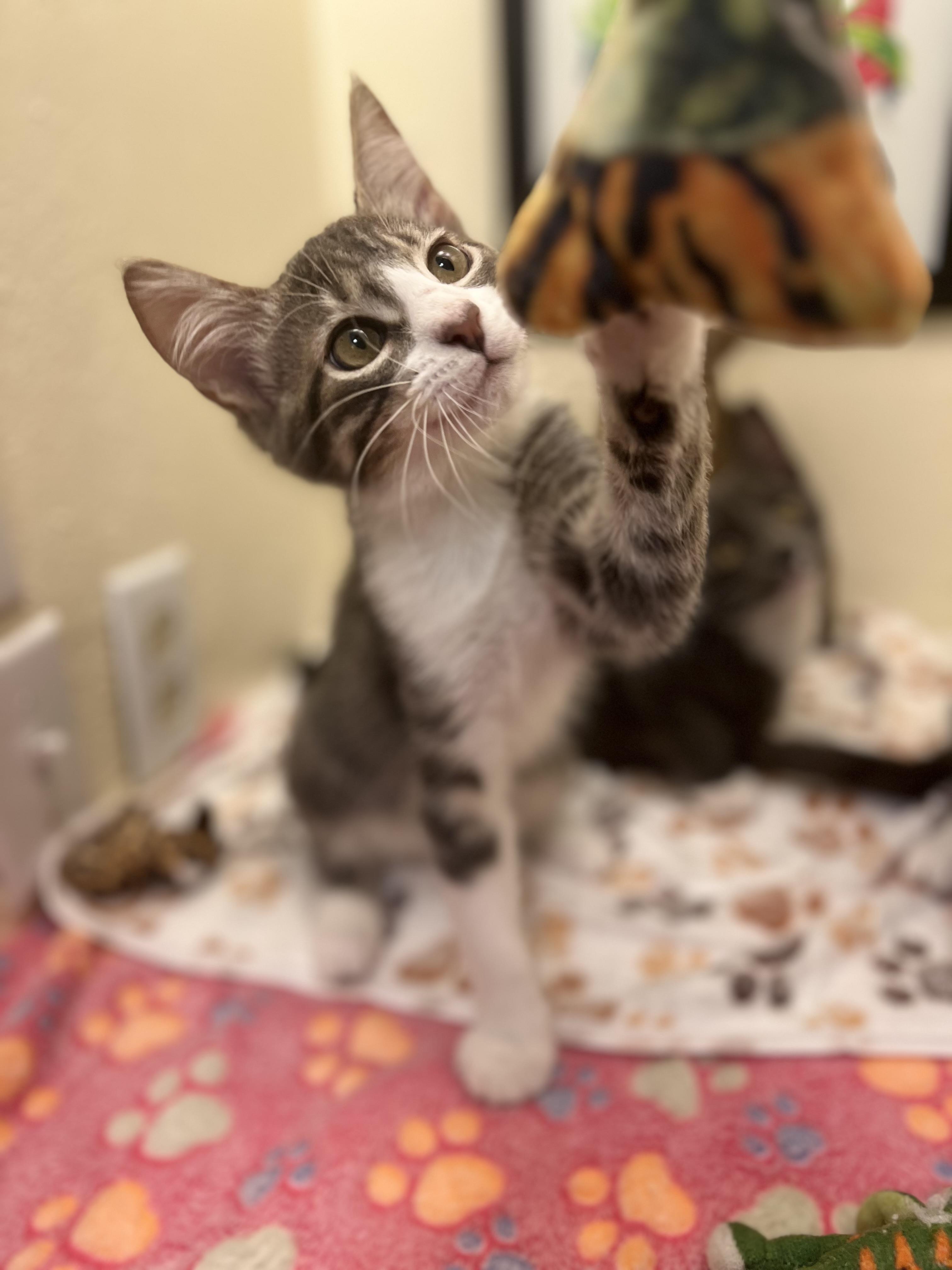 Bojack, a spirited & confident brother (bonded pair- Ms. Peanut Butter), Adoptable, Kitten Male American Shorthair.
