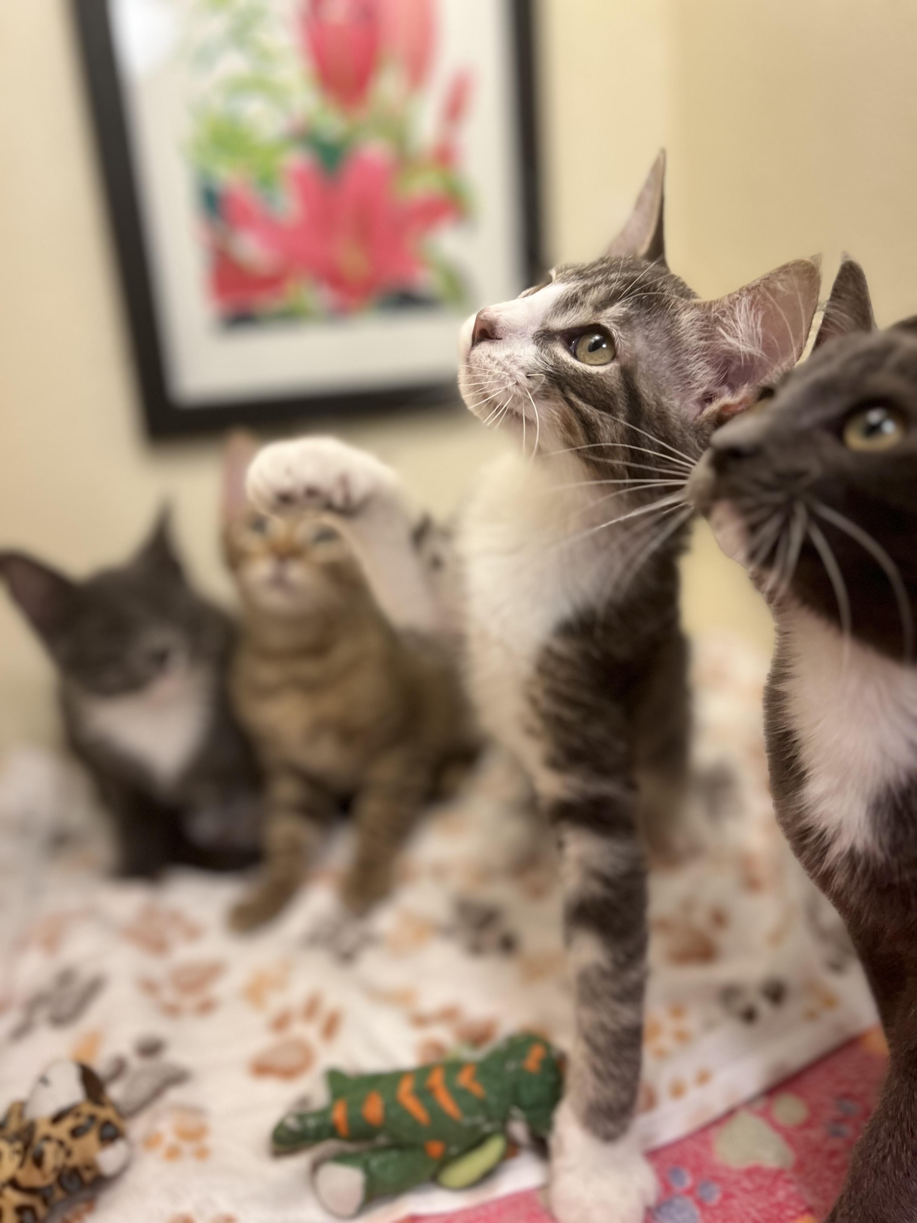 Bojack, a spirited & confident brother (bonded pair- Ms. Peanut Butter), a Adoptable American Shorthair in The Dalles, OR image 3/4