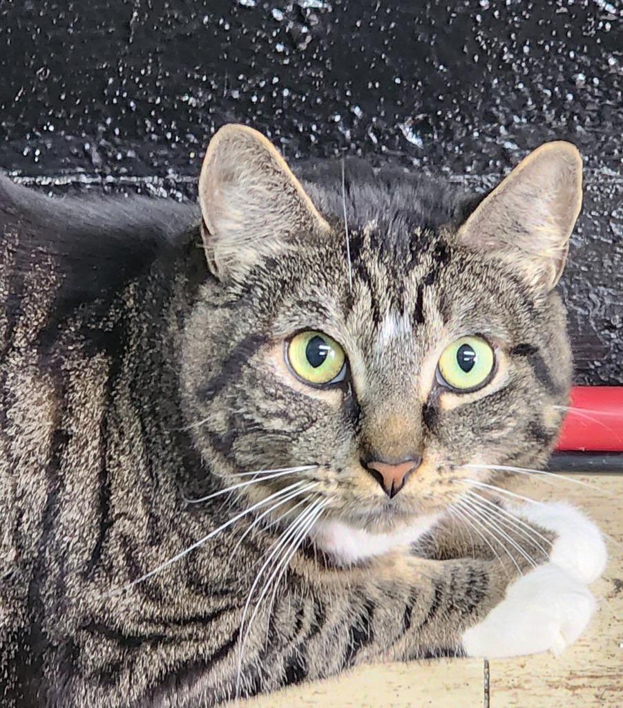 Elvis, Adoptable, Adult Male Domestic Short Hair.