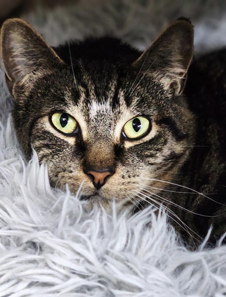 Elvis, Adoptable, Adult Male Domestic Short Hair.