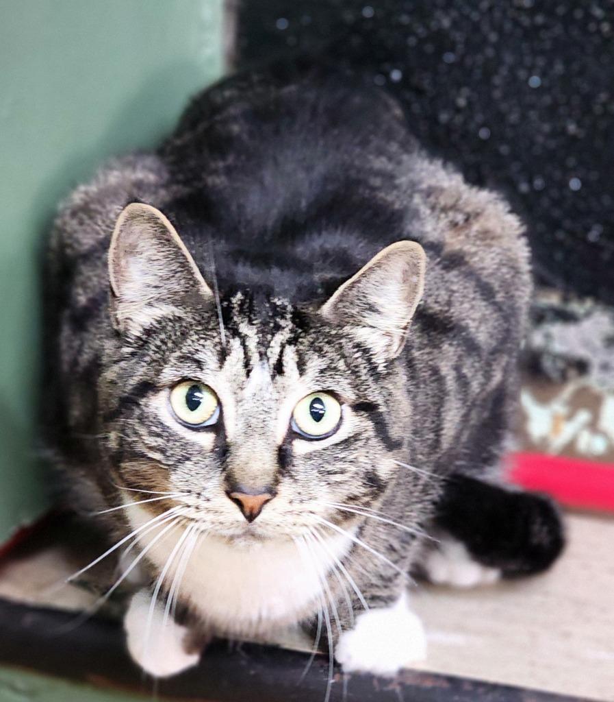 Enlarge Elvis, a Adoptable mixed breed in Port Jervis, NY image 2/6