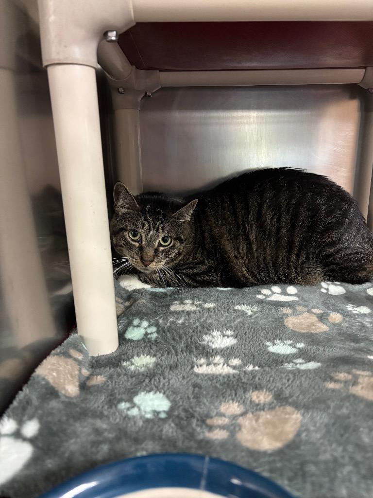 Enlarge Elvis, a Adoptable mixed breed in Port Jervis, NY image 4/6