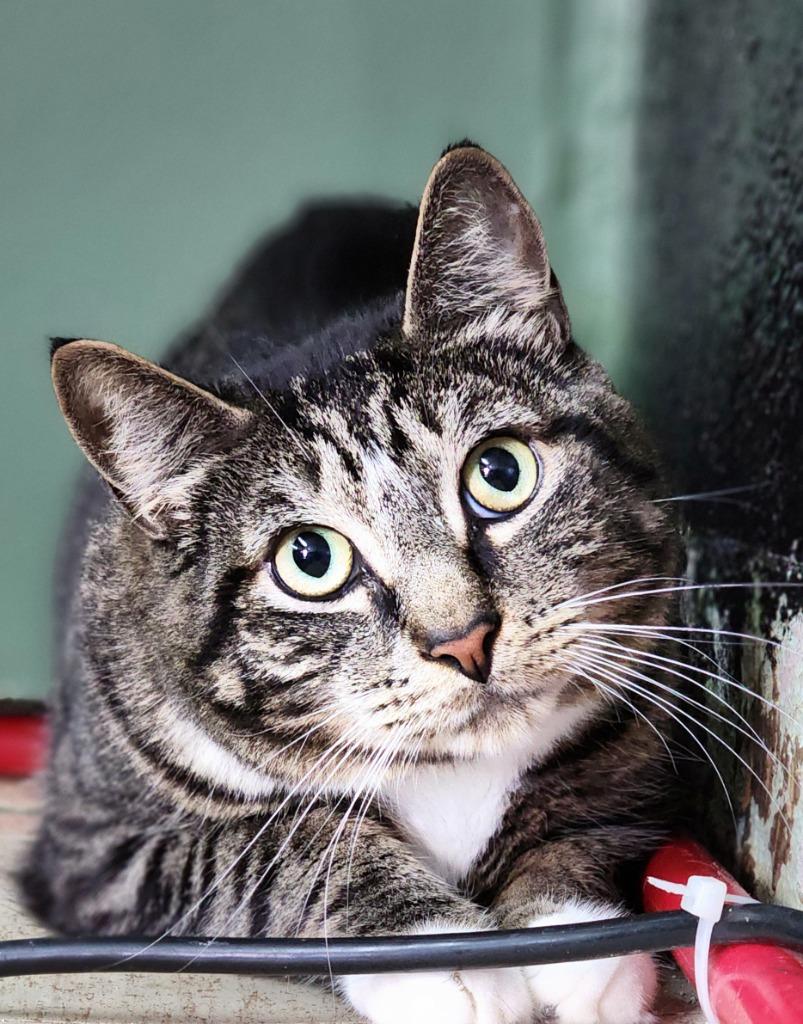 Enlarge Elvis, a Adoptable mixed breed in Port Jervis, NY image 4/6