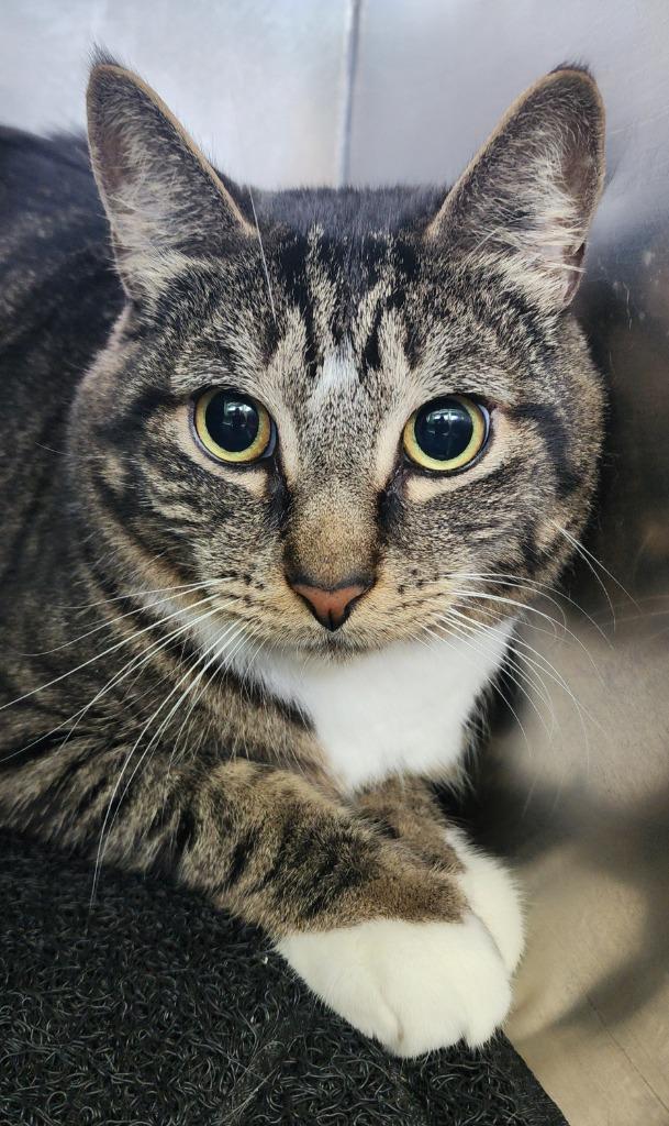 Elvis, a Adoptable mixed breed in Port Jervis, NY image 5/6