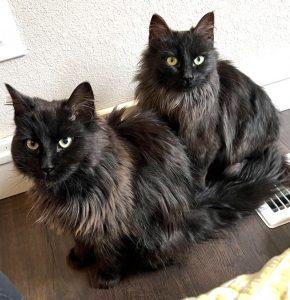 Bubble and Yogi