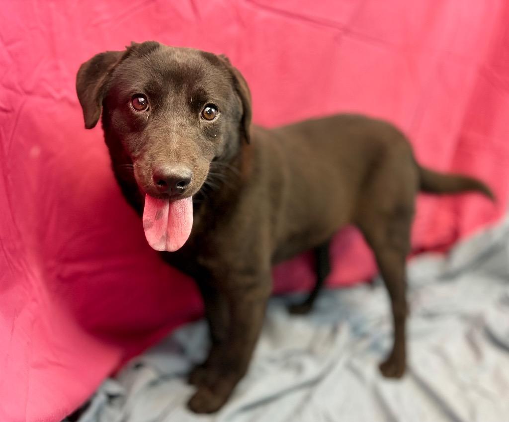 Enlarge Onyx, a Adoptable mixed breed in Nacogdoches, TX image 1/6