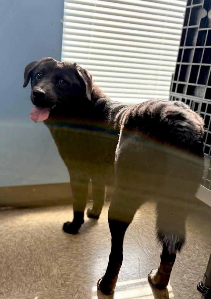 Enlarge Onyx, a Adoptable mixed breed in Nacogdoches, TX image 2/6