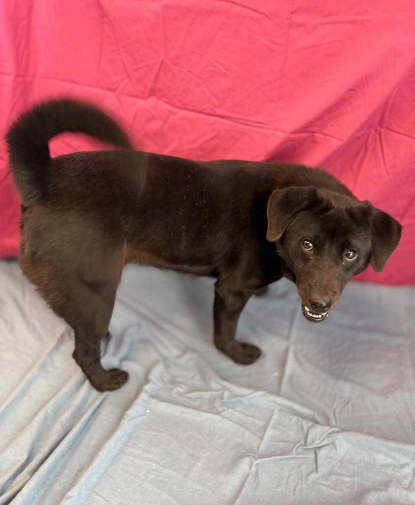 Enlarge Onyx, a Adoptable mixed breed in Nacogdoches, TX image 3/6