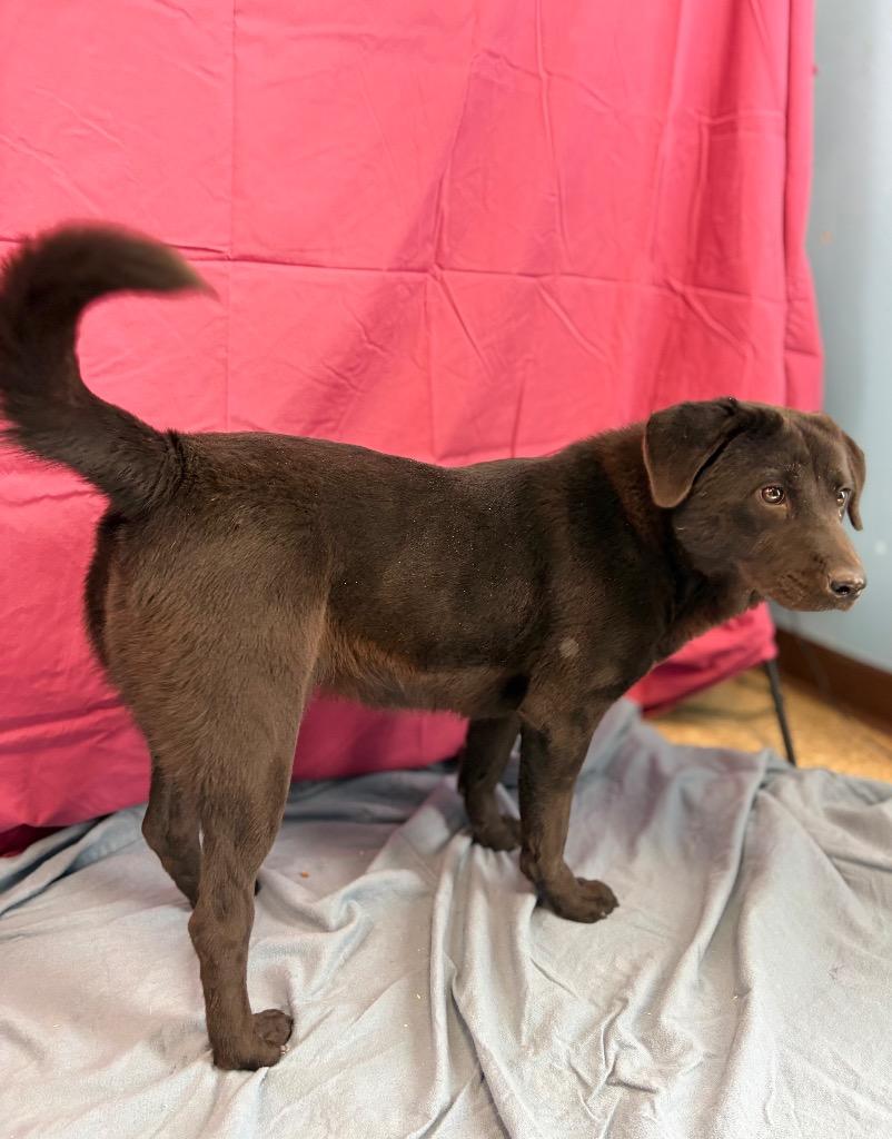 Enlarge Onyx, a Adoptable mixed breed in Nacogdoches, TX image 5/6