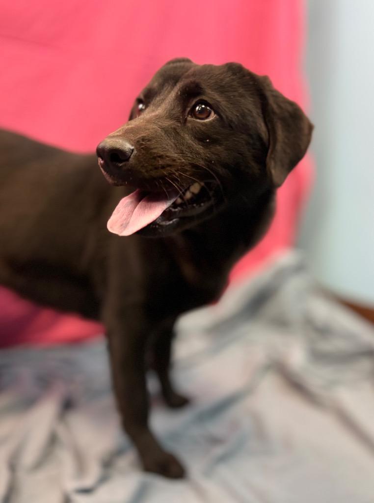 Enlarge Onyx, a Adoptable mixed breed in Nacogdoches, TX image 6/6