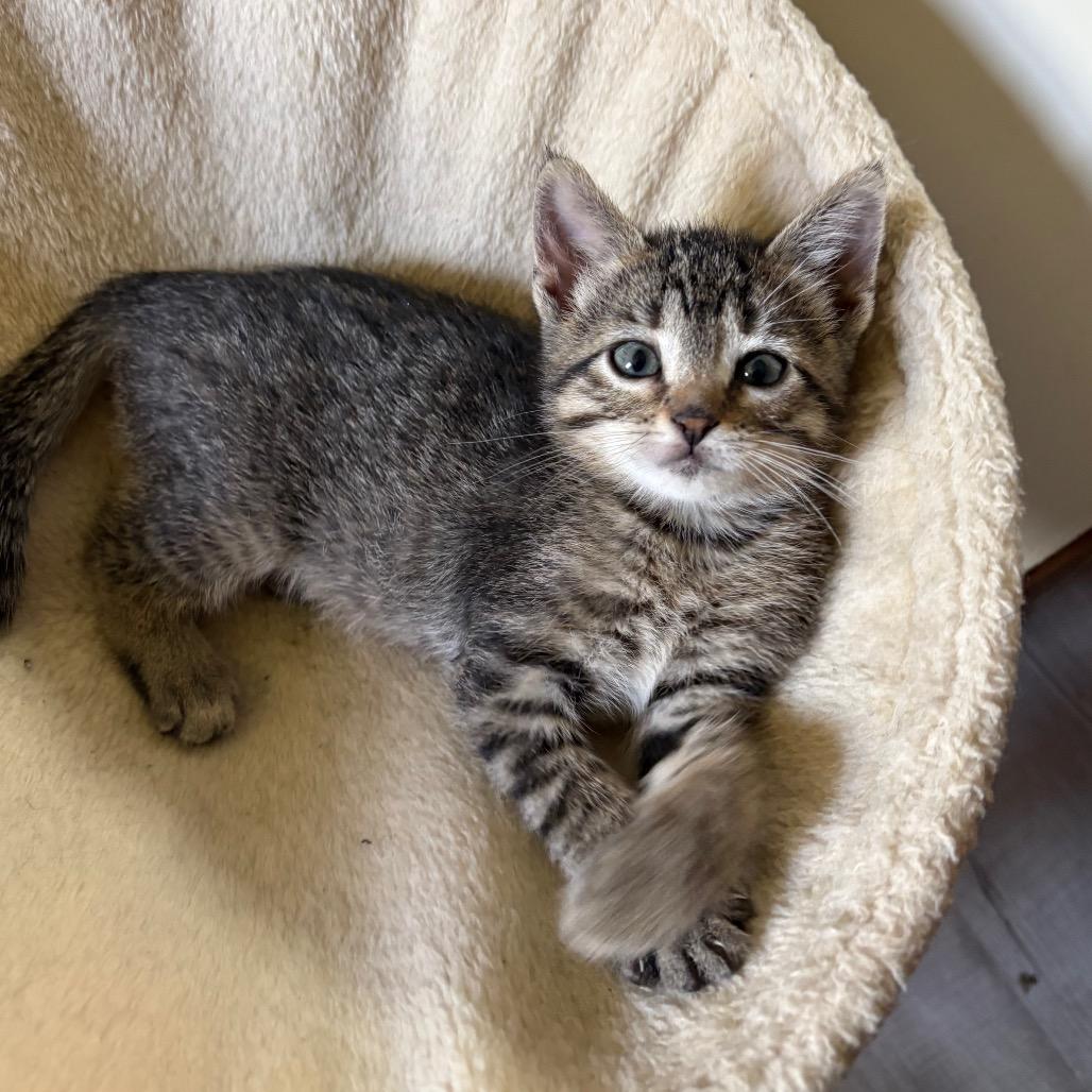 Rapunzel, an adopted Domestic Short Hair in Crookston, MN image 2/4