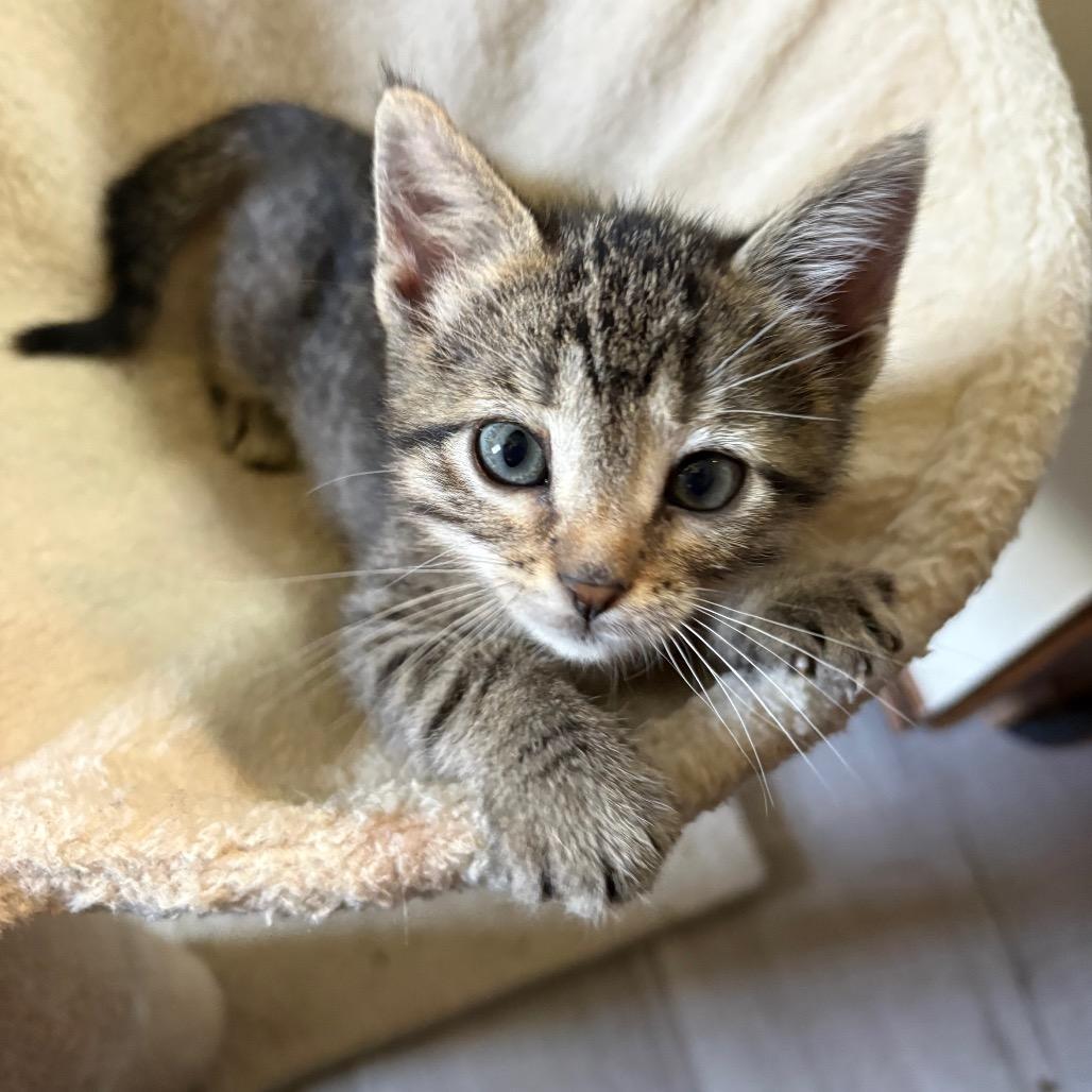 Rapunzel, an adopted Domestic Short Hair in Crookston, MN image 4/4