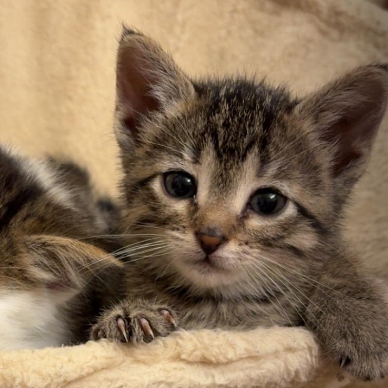 Rapunzel, adopted, Young Female Domestic Short Hair.