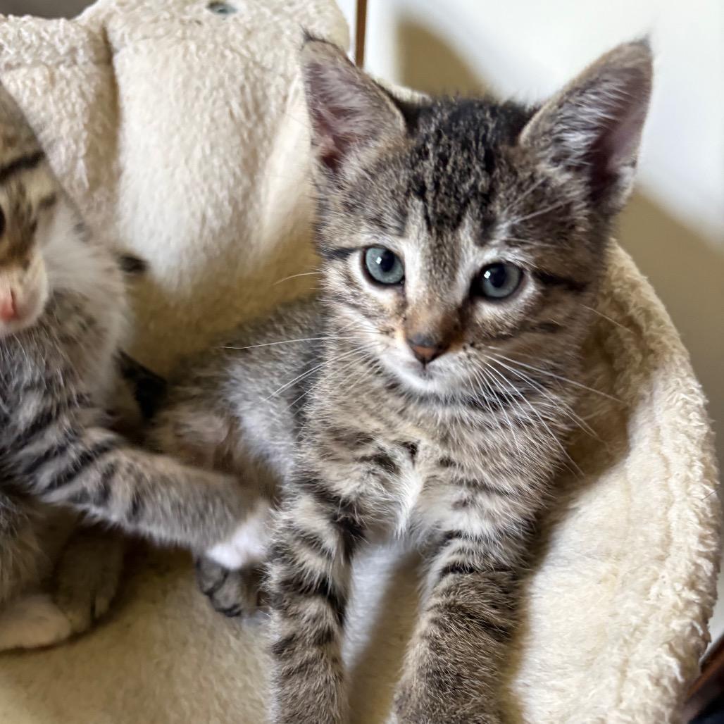 Rapunzel, an adopted Domestic Short Hair in Crookston, MN image 3/4