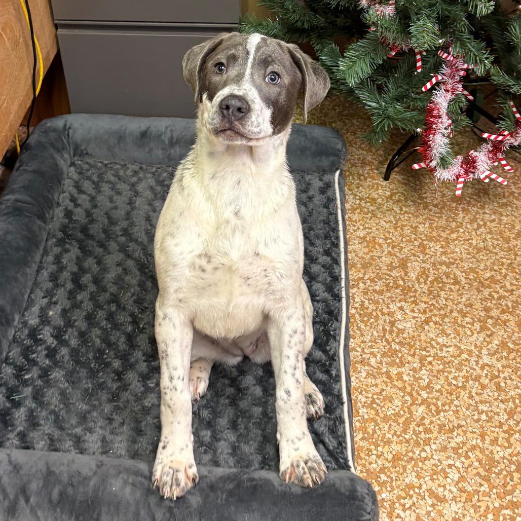Enlarge Sandy, a Adoptable mixed breed in Chehalis, WA image 1/1