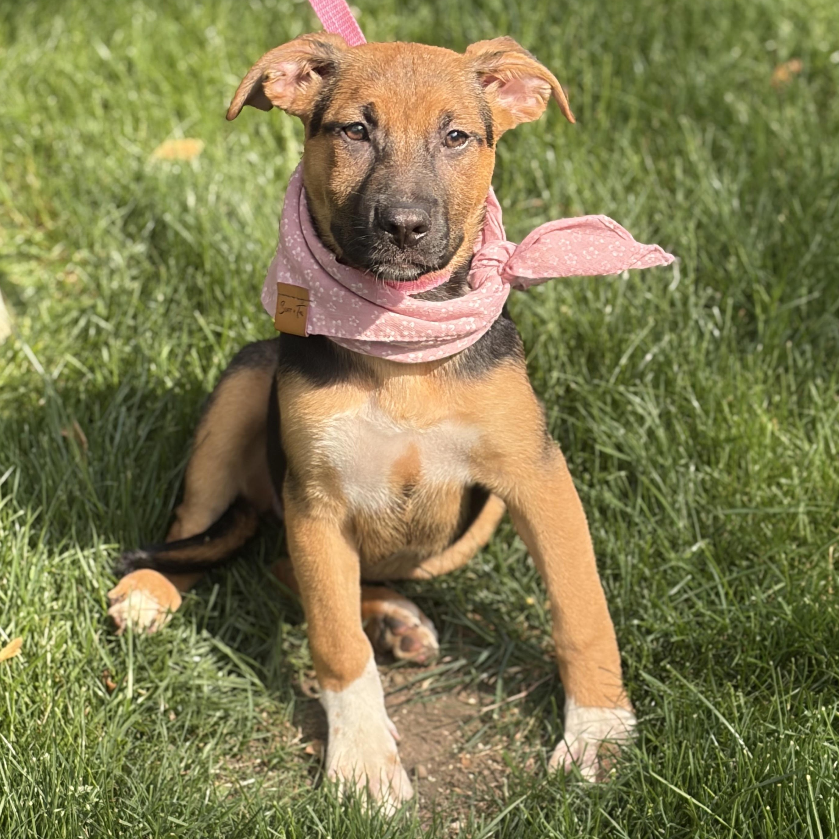 Lavender, an adopted mixed breed in Lemont, IL image 4/6