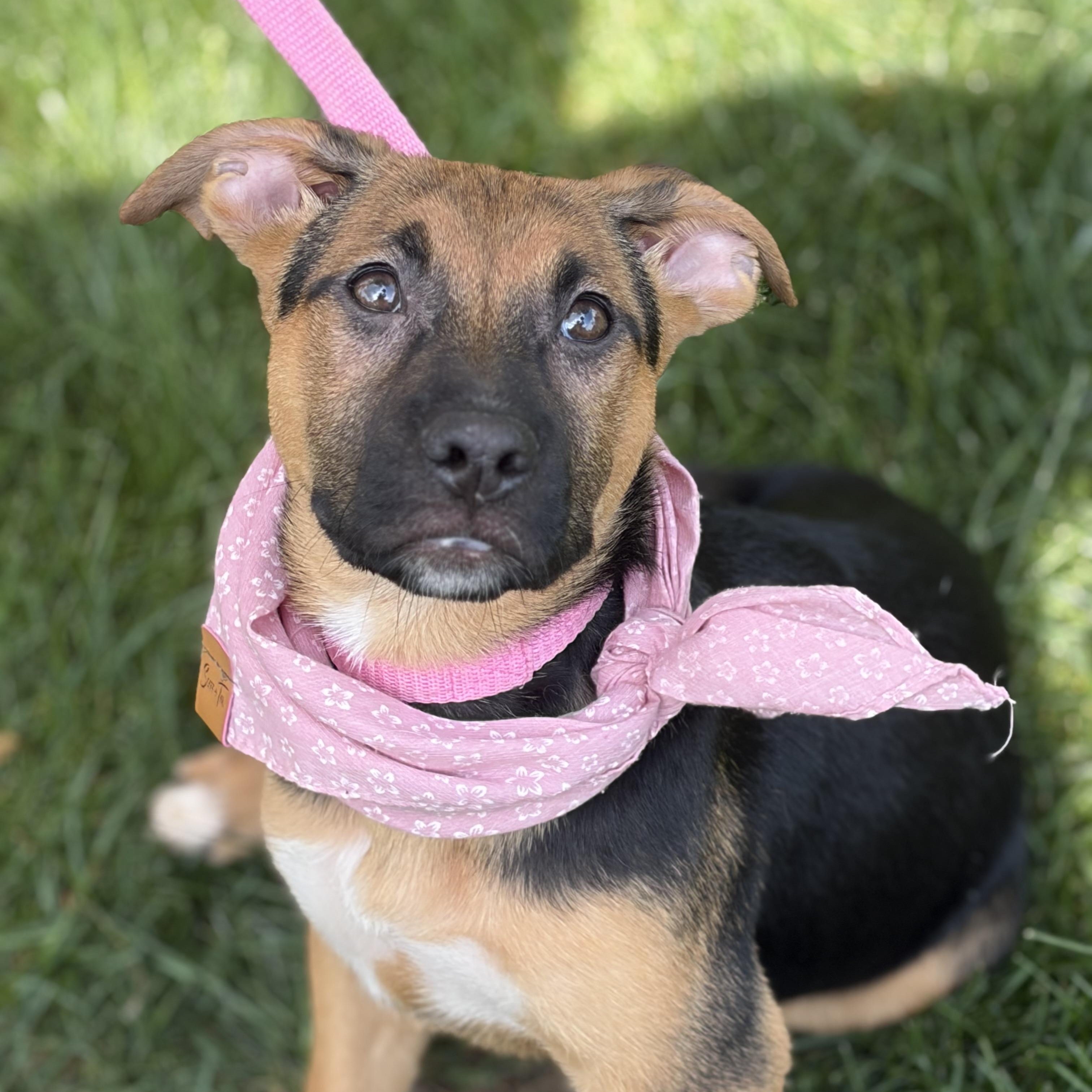 Lavender, adopted, Puppy Female German Shepherd Dog & Terrier.