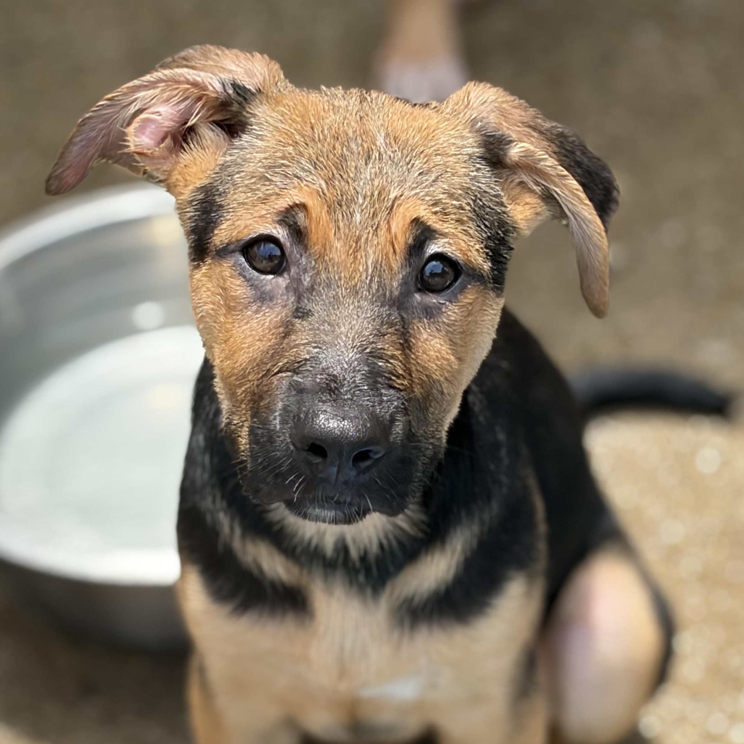 Lavender, an adopted mixed breed in Lemont, IL image 6/6
