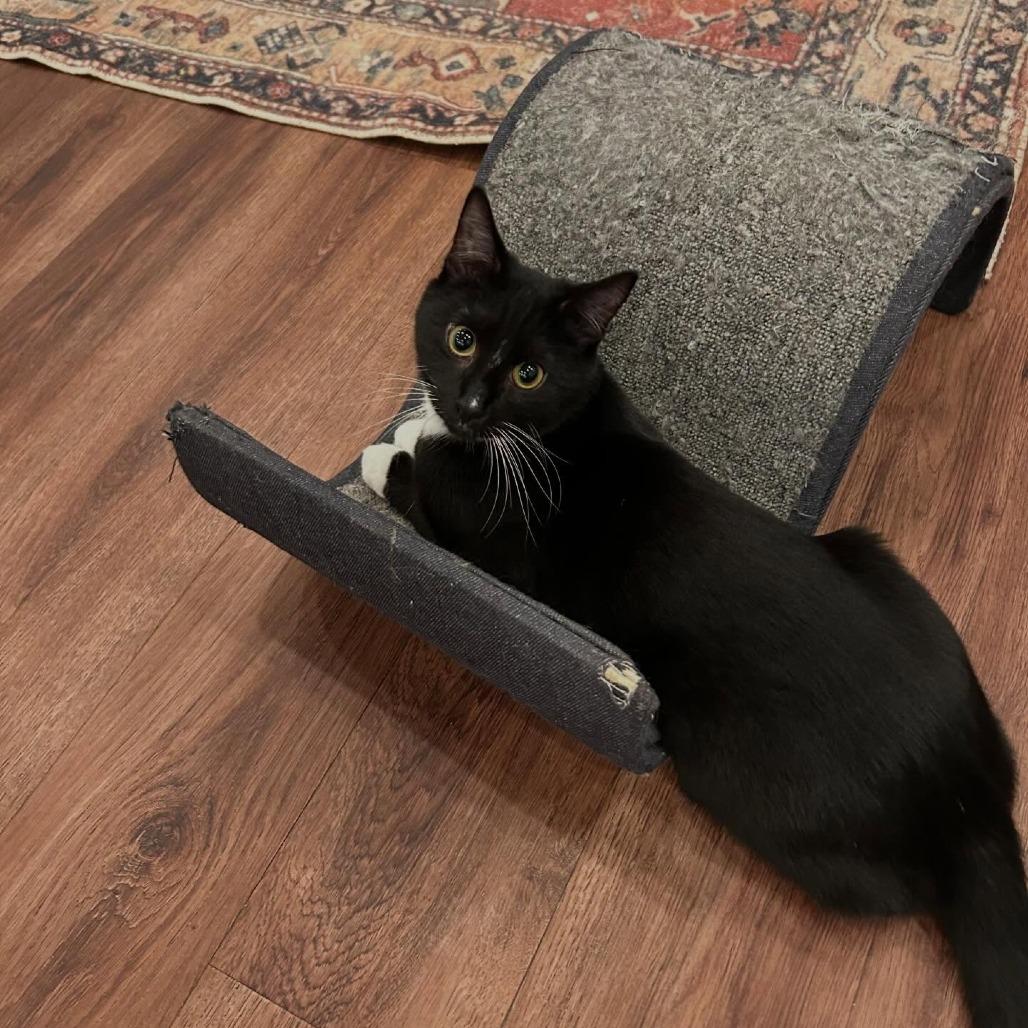 Ozzy Porkchop, Adoptable, Young Male Domestic Short Hair.