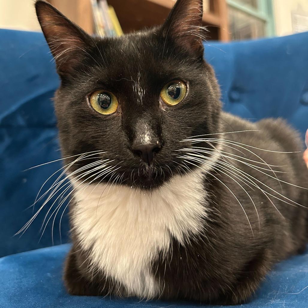 Enlarge Ozzy Porkchop, a Adoptable Domestic Short Hair in Alexandria, VA image 2/3