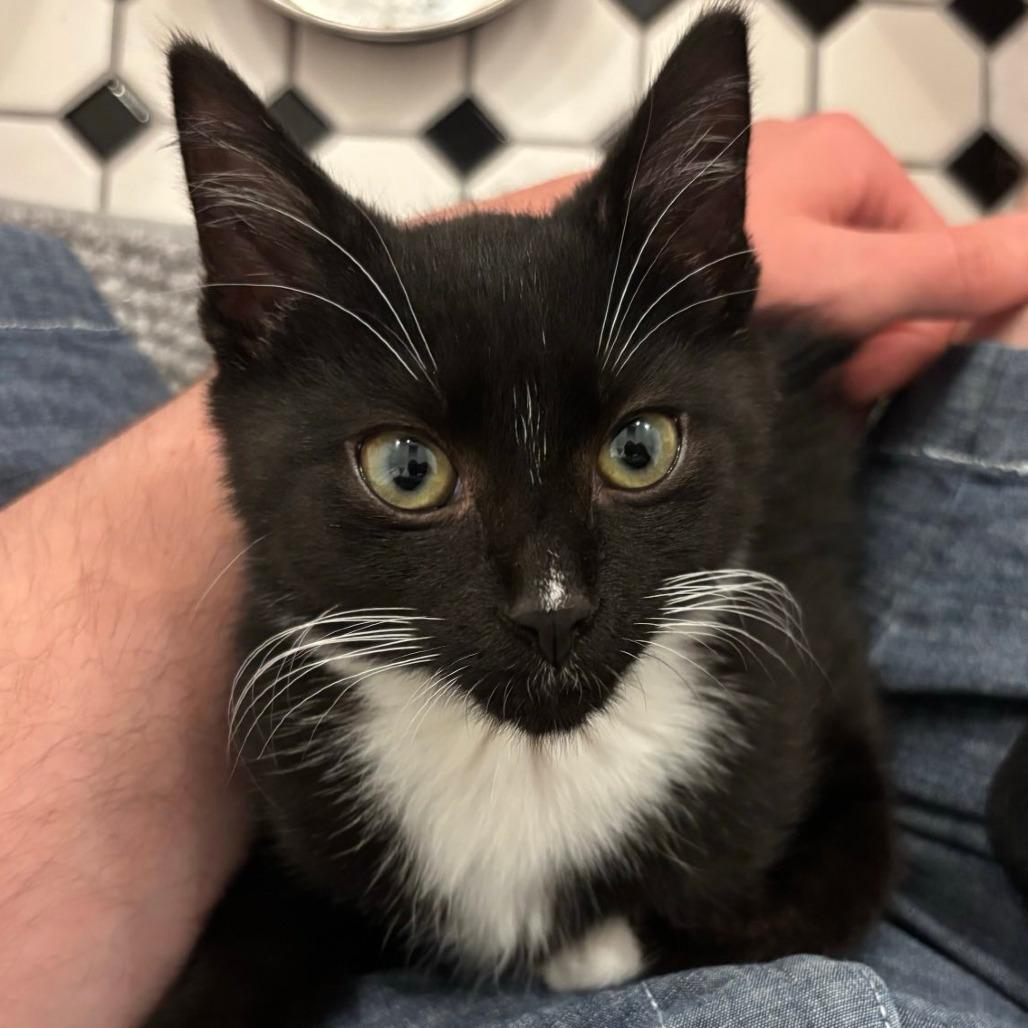 Ozzy Porkchop, Adoptable, Young Male Domestic Short Hair.