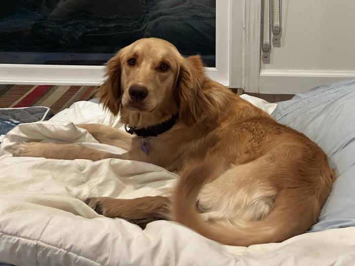 Sydney, adopted, Young Female Golden Retriever & Cocker Spaniel.