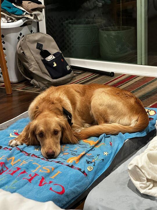 Enlarge Sydney, an adopted mixed breed in San Rafael, CA image 2/3