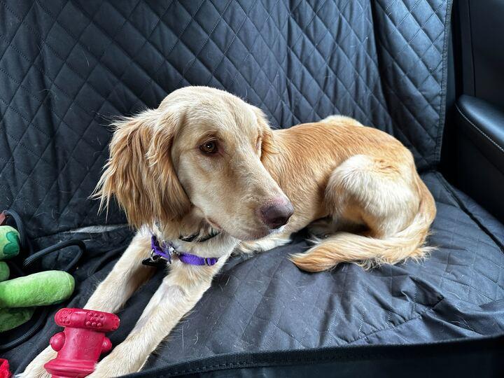 Enlarge Sydney, an adopted mixed breed in San Rafael, CA image 3/3