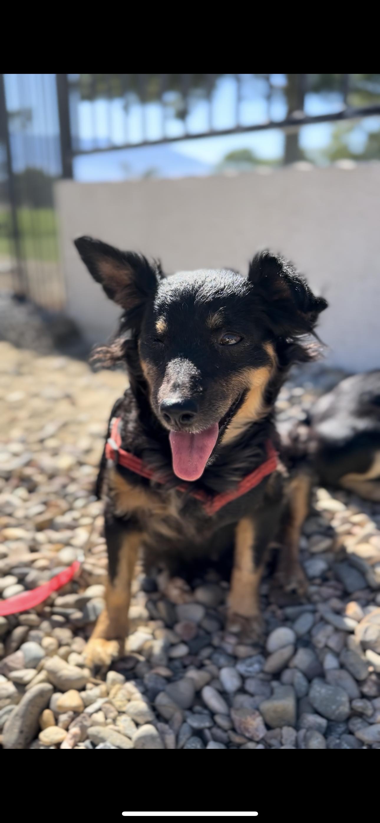 Enlarge Farrah, a Adopted mixed breed in Palm desert, CA image 2/6