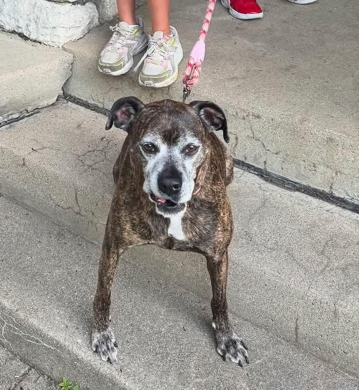 Harlan, Adoptable, Senior Male Boxer.