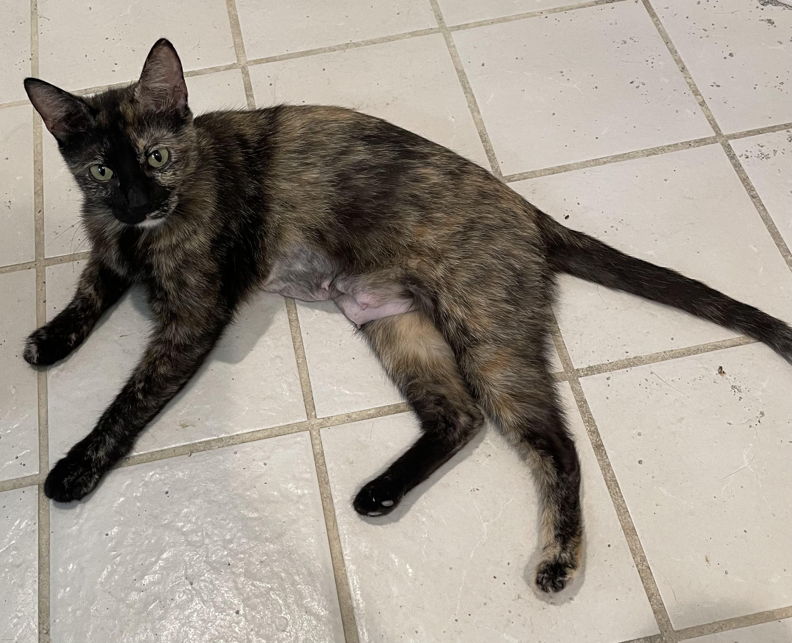 Sangria-North Conroe Petsmart photo 2