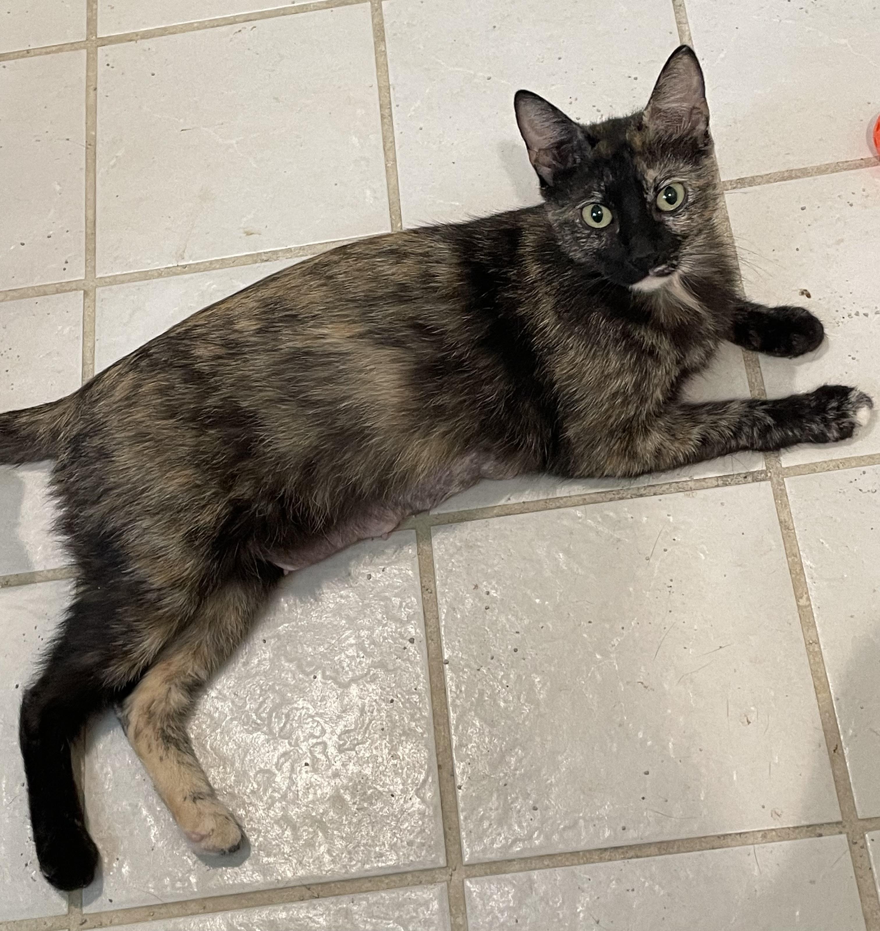 Sangria-North Conroe Petsmart photo 3