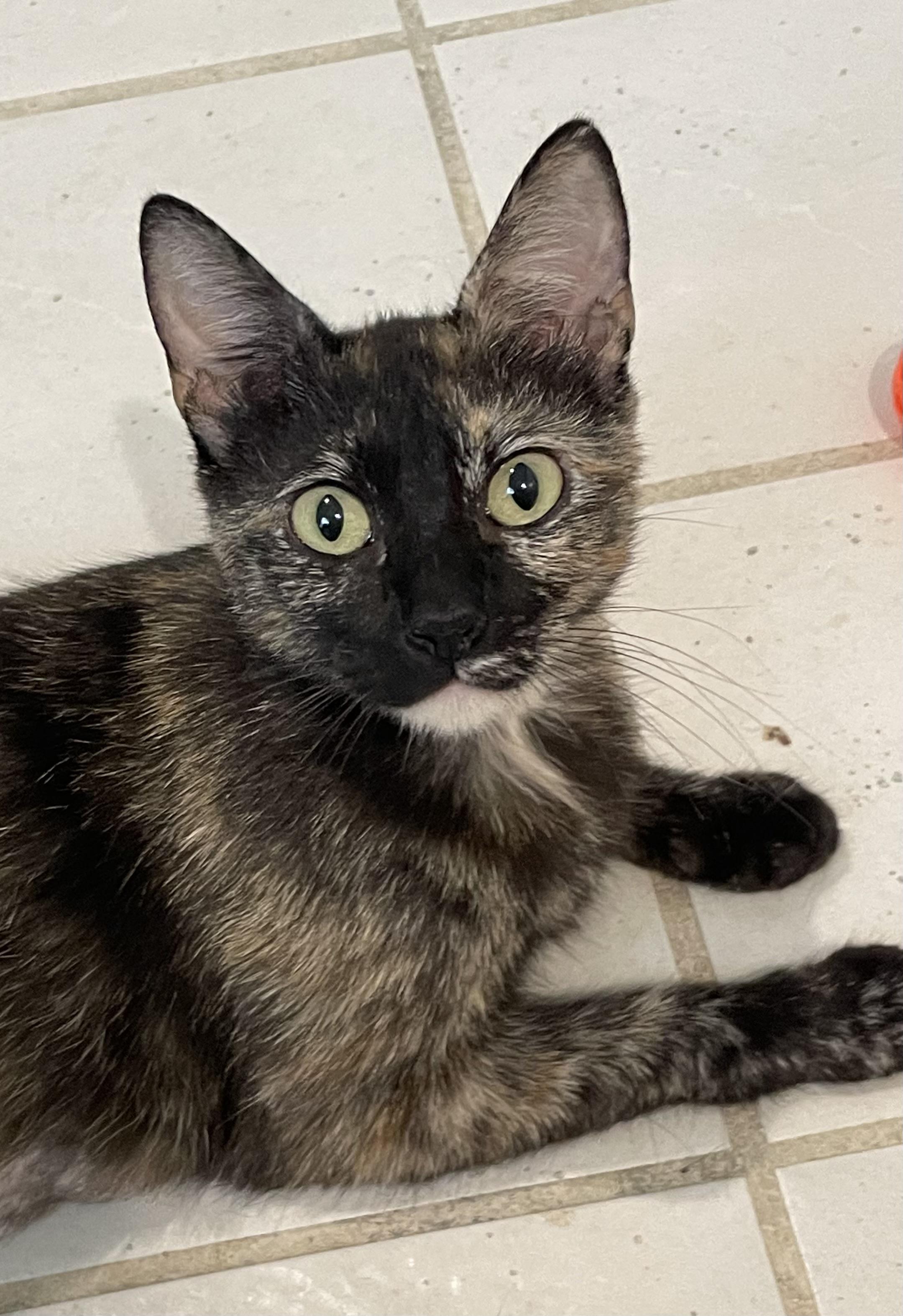 Sangria-North Conroe Petsmart, Adult Female Tortoiseshell