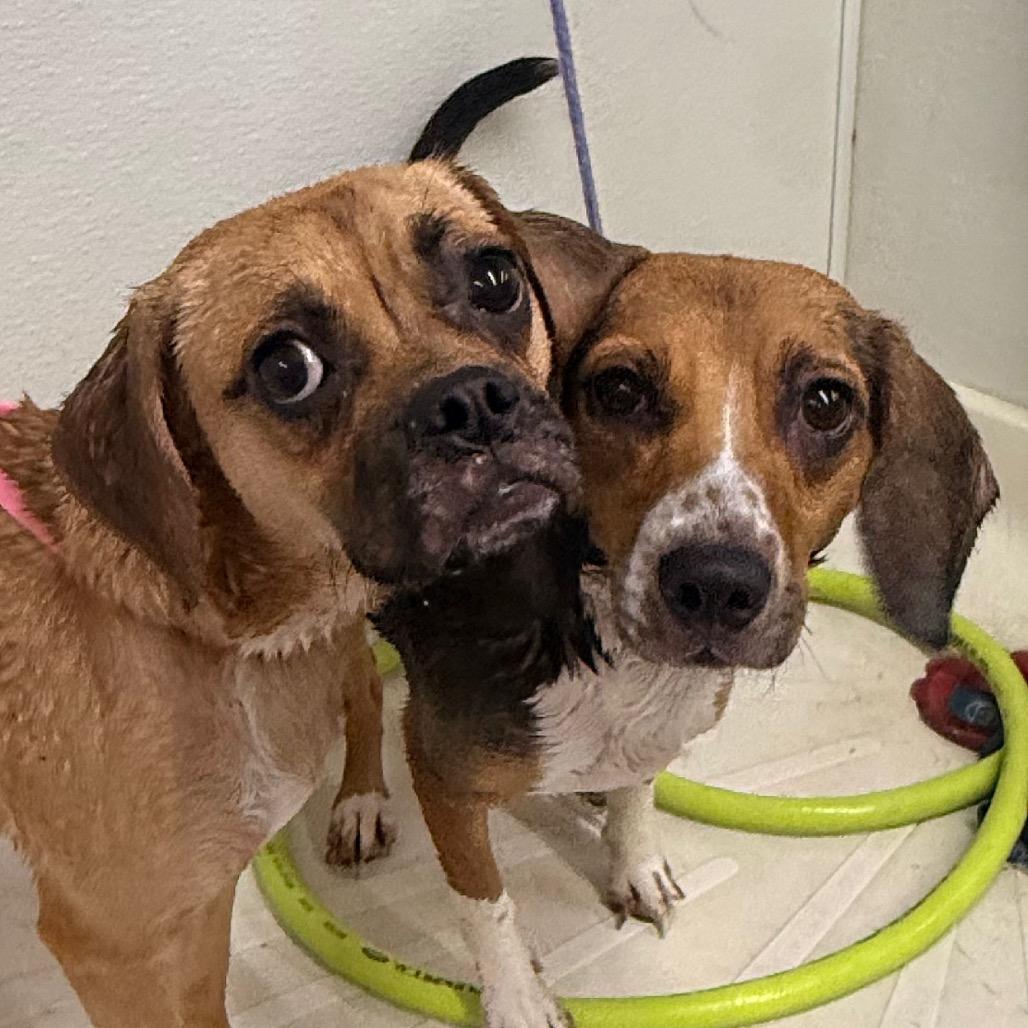 Petunia, Adoptable, Young Female Pug & Beagle.