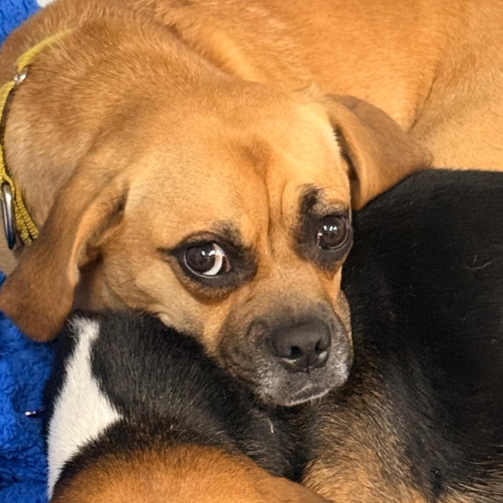 Enlarge Petunia, a Adoptable mixed breed in Union City, PA image 2/6