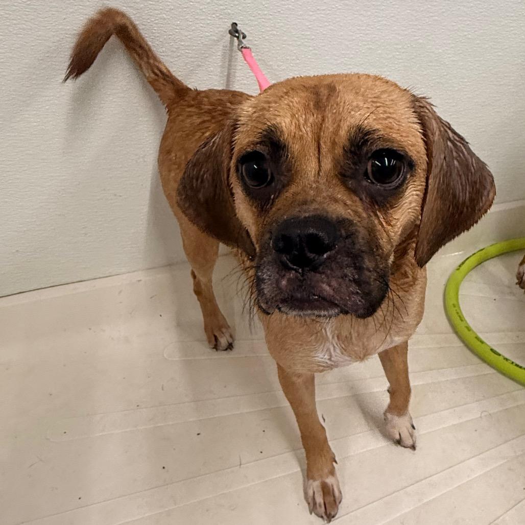 Enlarge Petunia, a Adoptable mixed breed in Union City, PA image 3/6