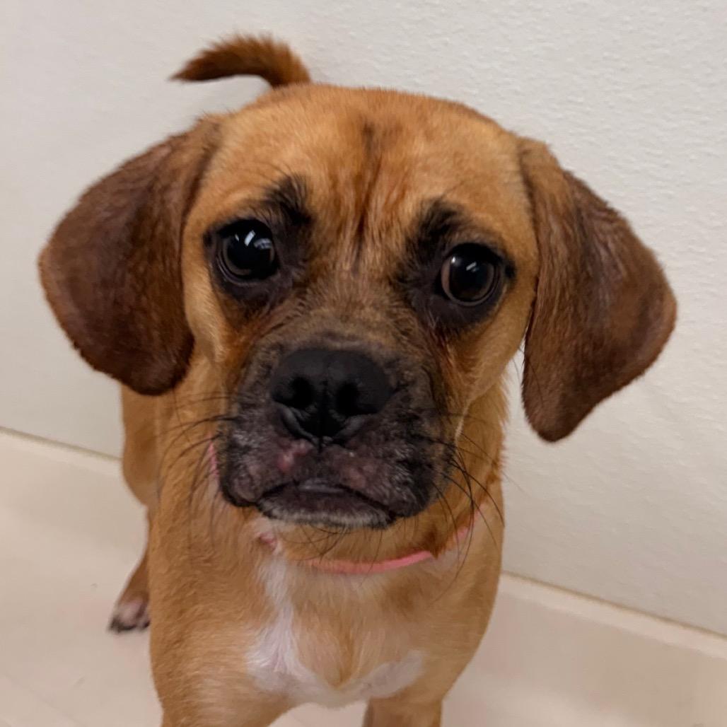 Enlarge Petunia, a Adoptable mixed breed in Union City, PA image 6/6