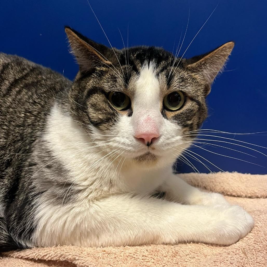 Enlarge Klaus, a Adoptable Domestic Short Hair in Bristol, IN image 1/2