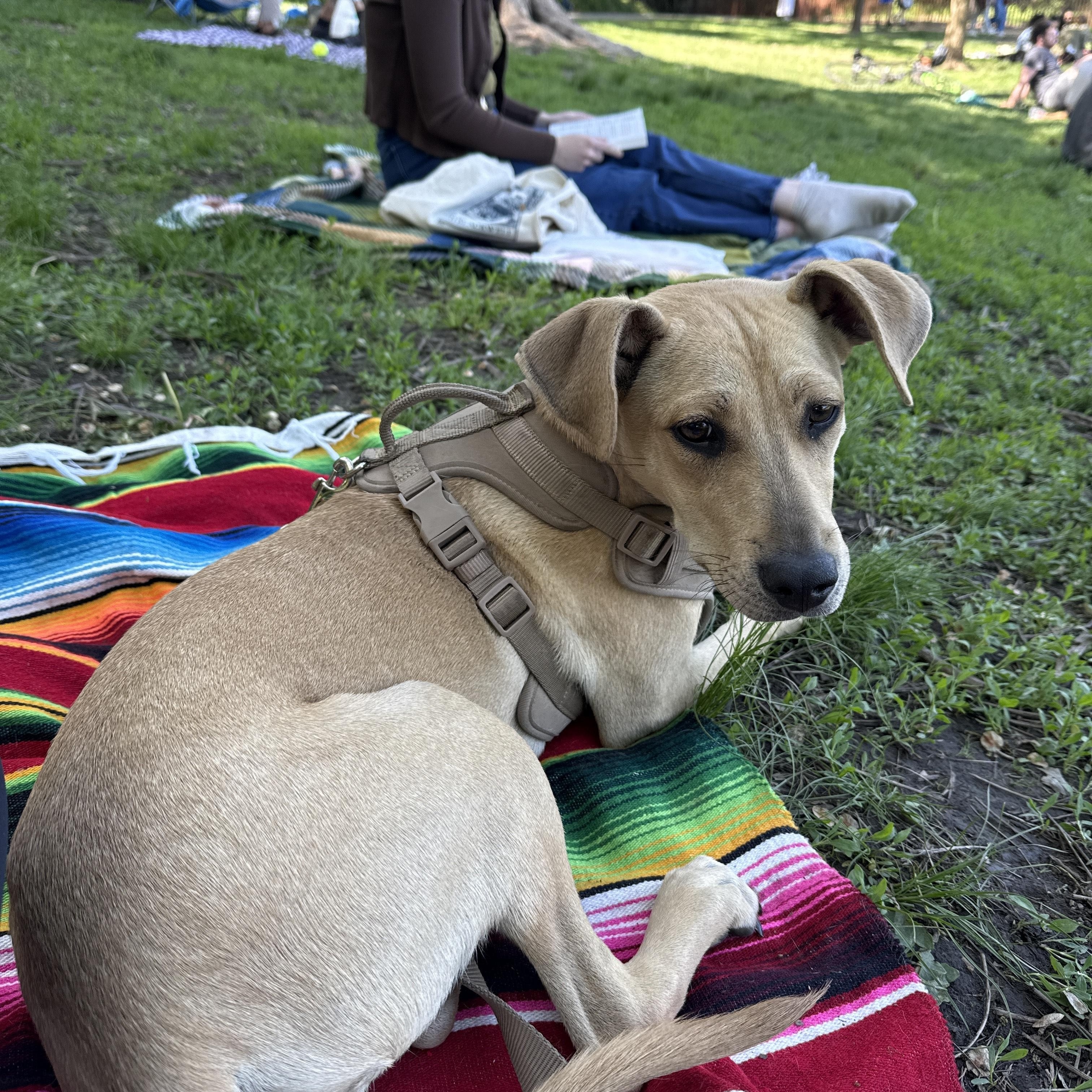 Holly, Adopted, Adult Female Hound & Mixed Breed.