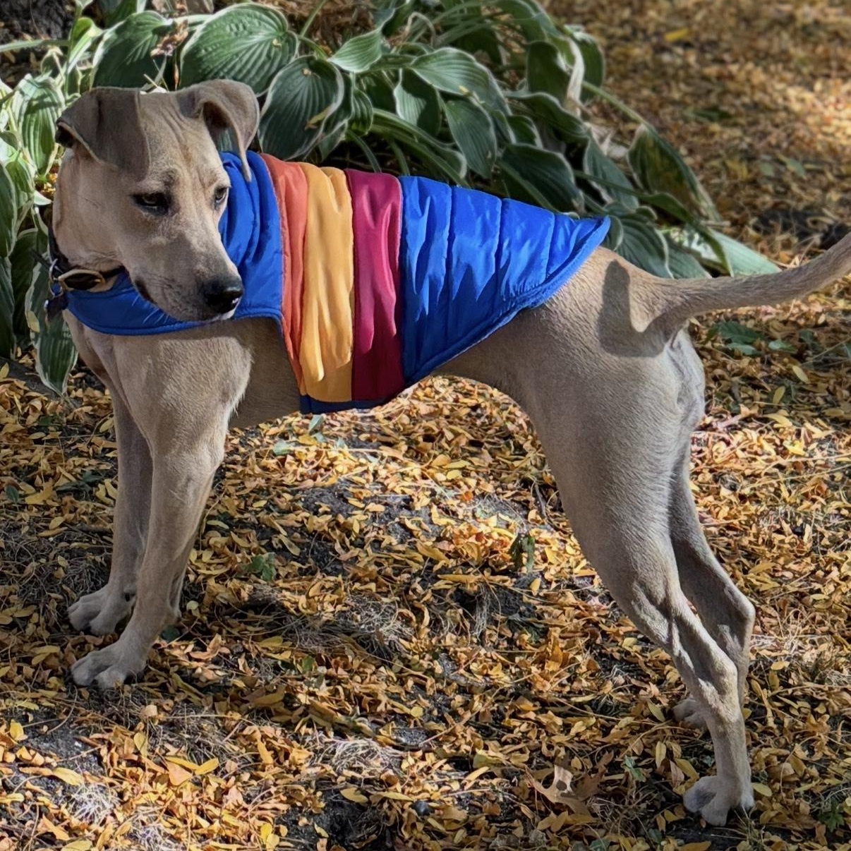 Enlarge Holly, a Adopted mixed breed in Detroit, MI image 2/4