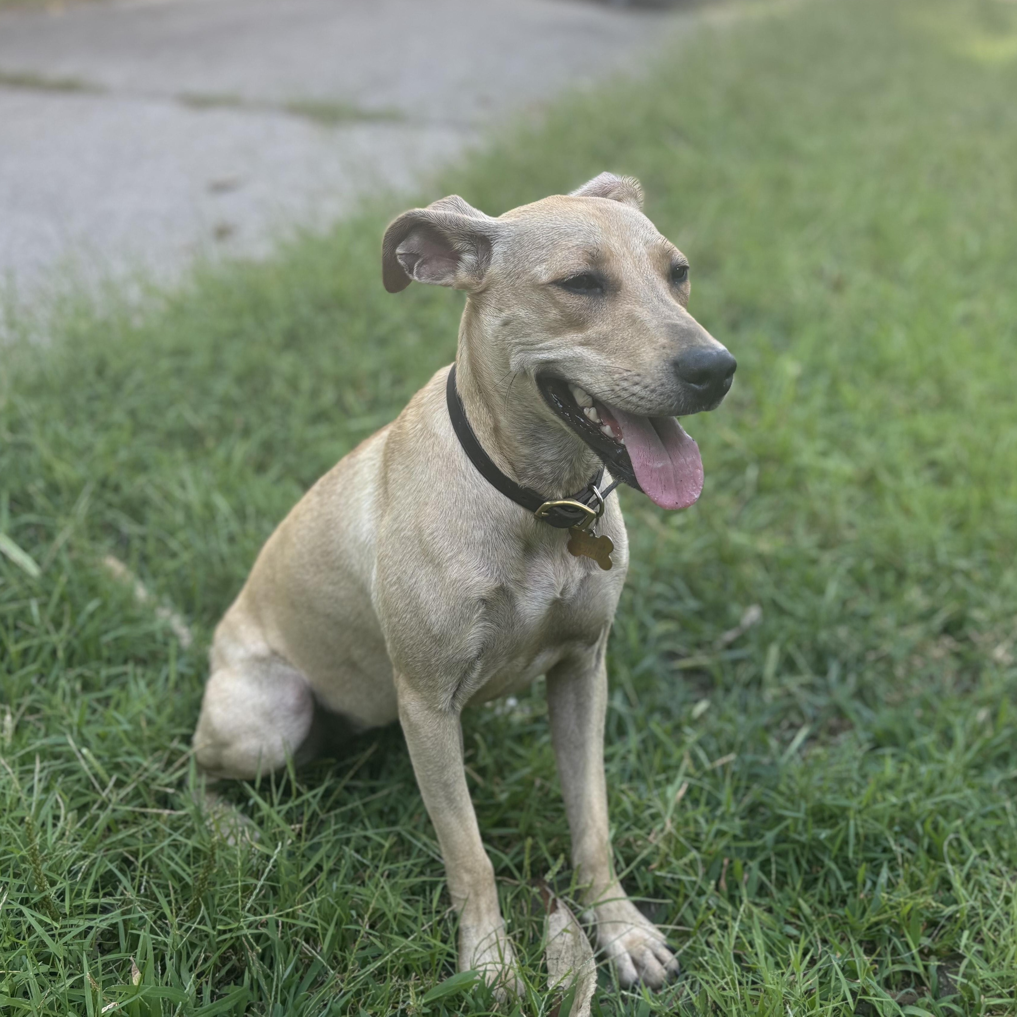 Enlarge Holly, a Adopted mixed breed in Detroit, MI image 3/4