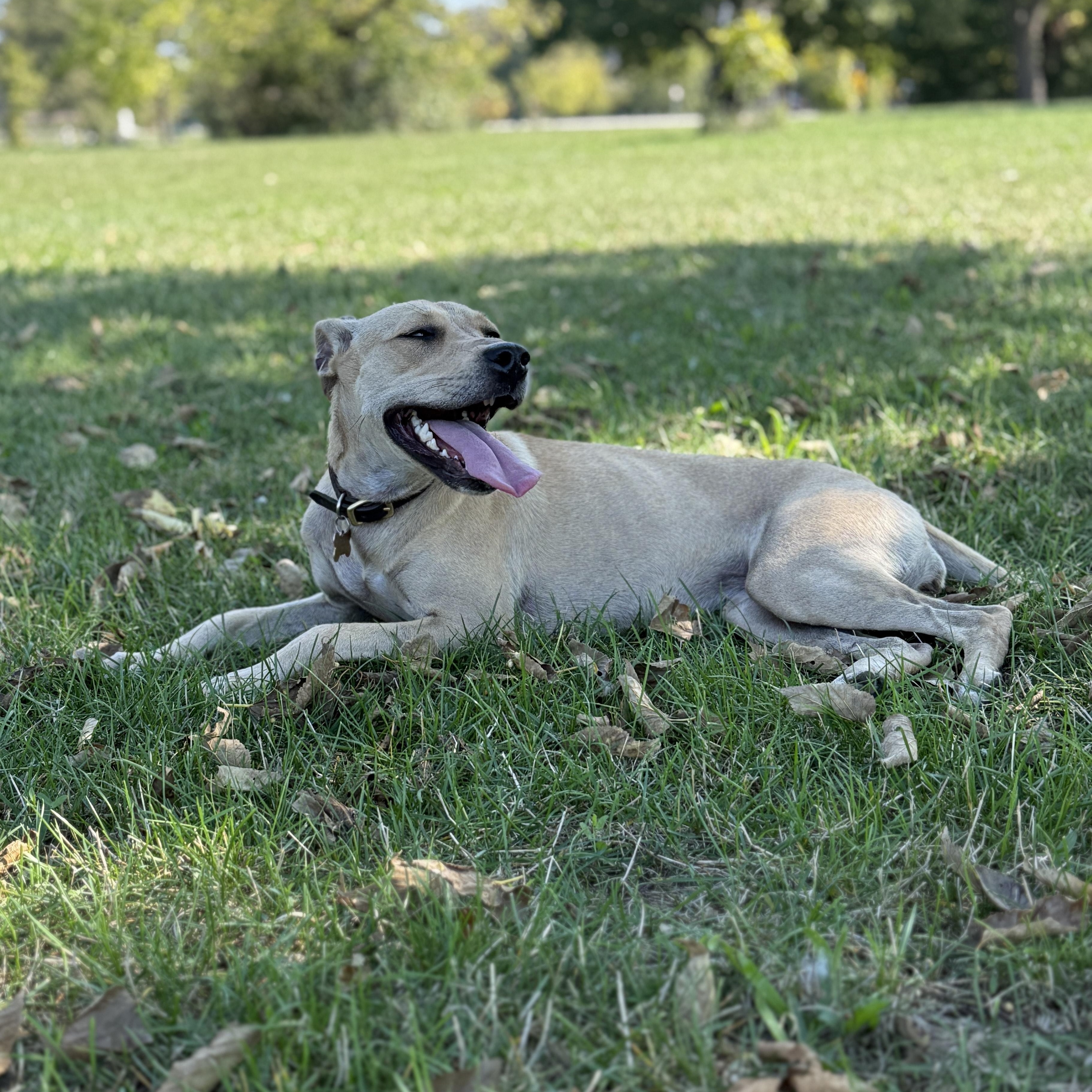 Enlarge Holly, a Adopted mixed breed in Detroit, MI image 4/4
